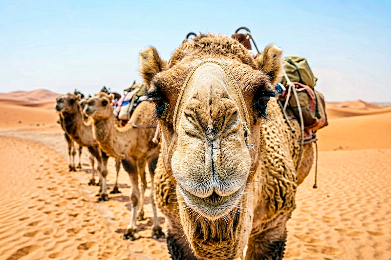 Dubai desert safari